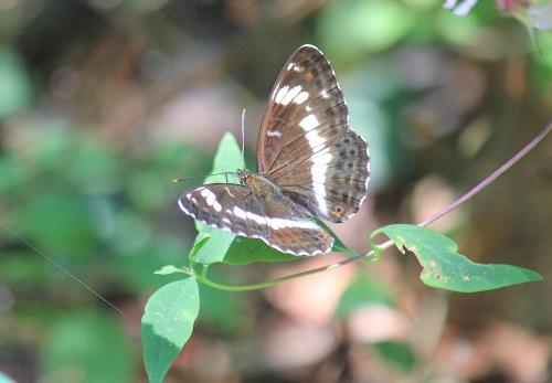 Réf. 234 868 : Limenitis camilla